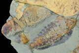 Multiple Soft-Bodied Fossil Aglaspids (Tremaglaspis) - Morocco #105442-6